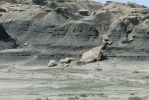 PICTURES/Bisti Badlands in De-Na-Zin Wilderness/t_Mountain Sheep1.JPG